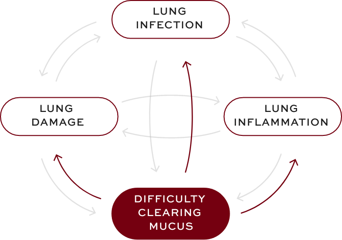 Bronchiectasis (BE) interconnected factors—difficulty clearing mucus